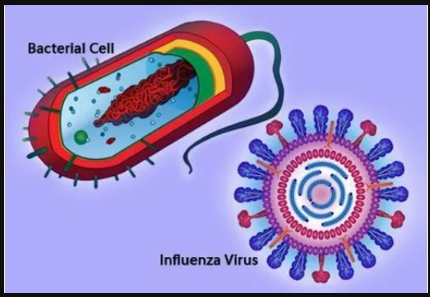 difference between bacteria and virus वायरस और बैक्टीरिआ में क्या अंतर है